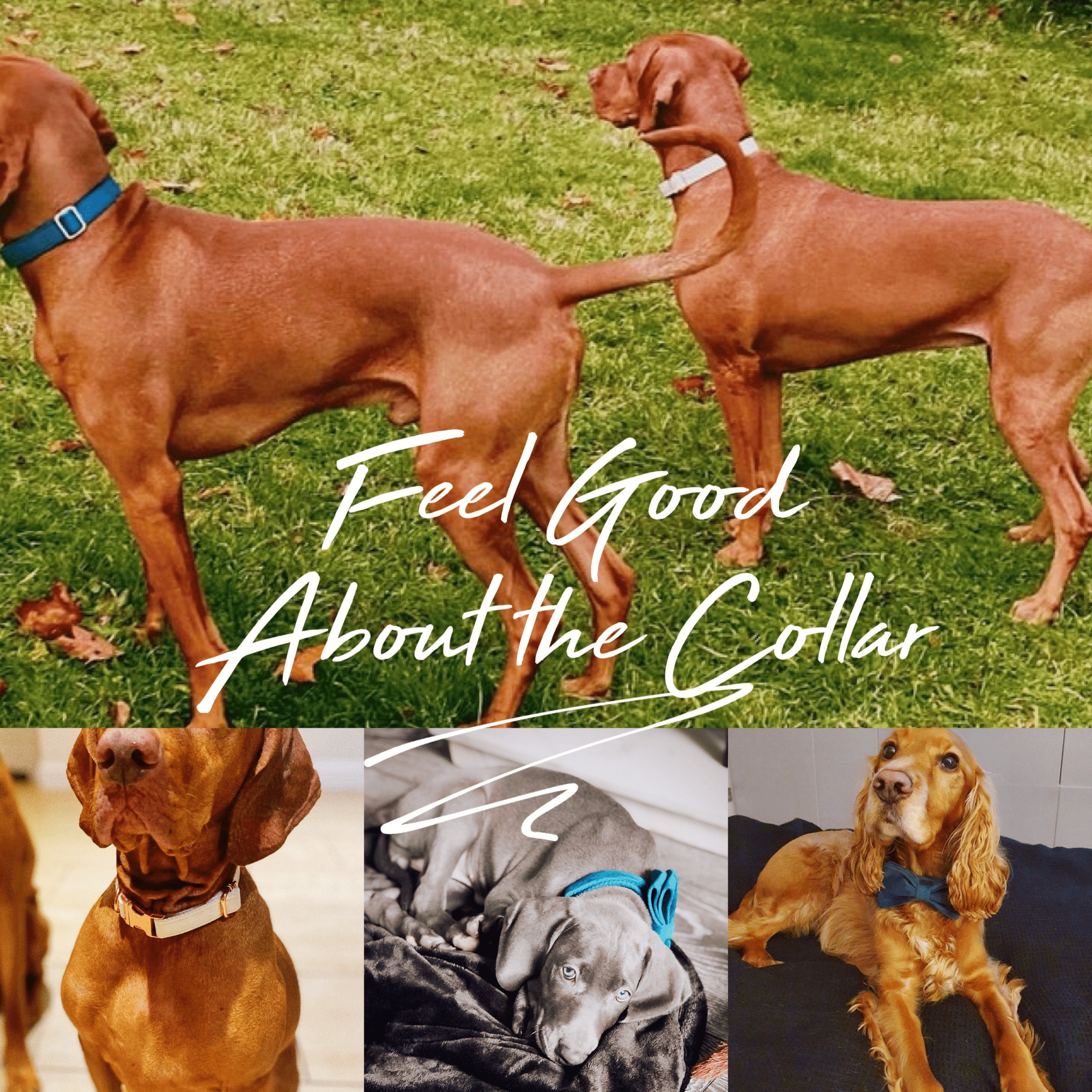 Personalized Multi - Color Velvet Dog Collar & Leash Set with Bow – Engraved Name Tag & Metal Buckle - AmyEngraved