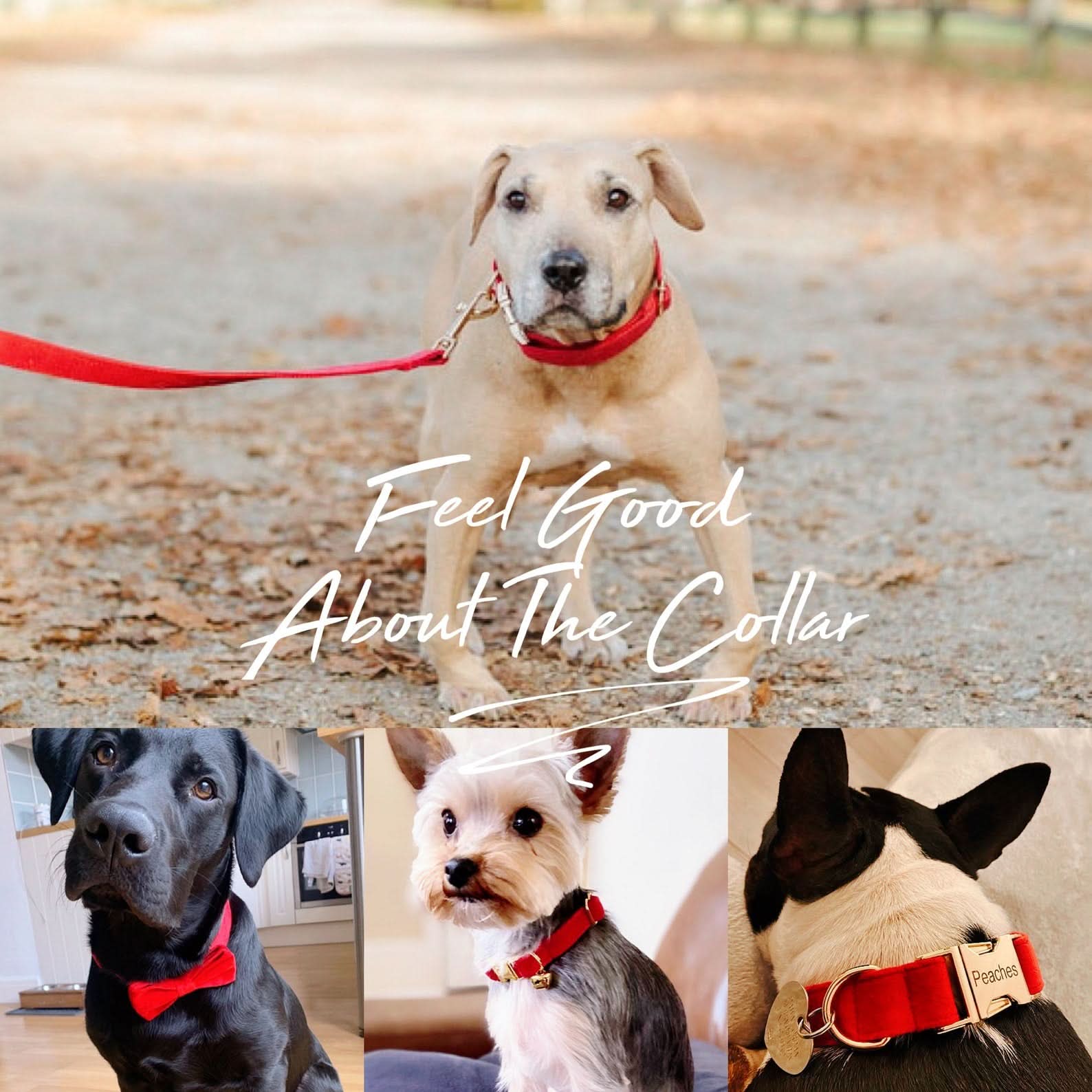 Custom Velvet Dog Collar & Leash Set with Bow – Pink, Rose, Ivory & Peach | Engraved Name Tag, Metal Buckle – Wedding Puppy Gift - AmyEngraved